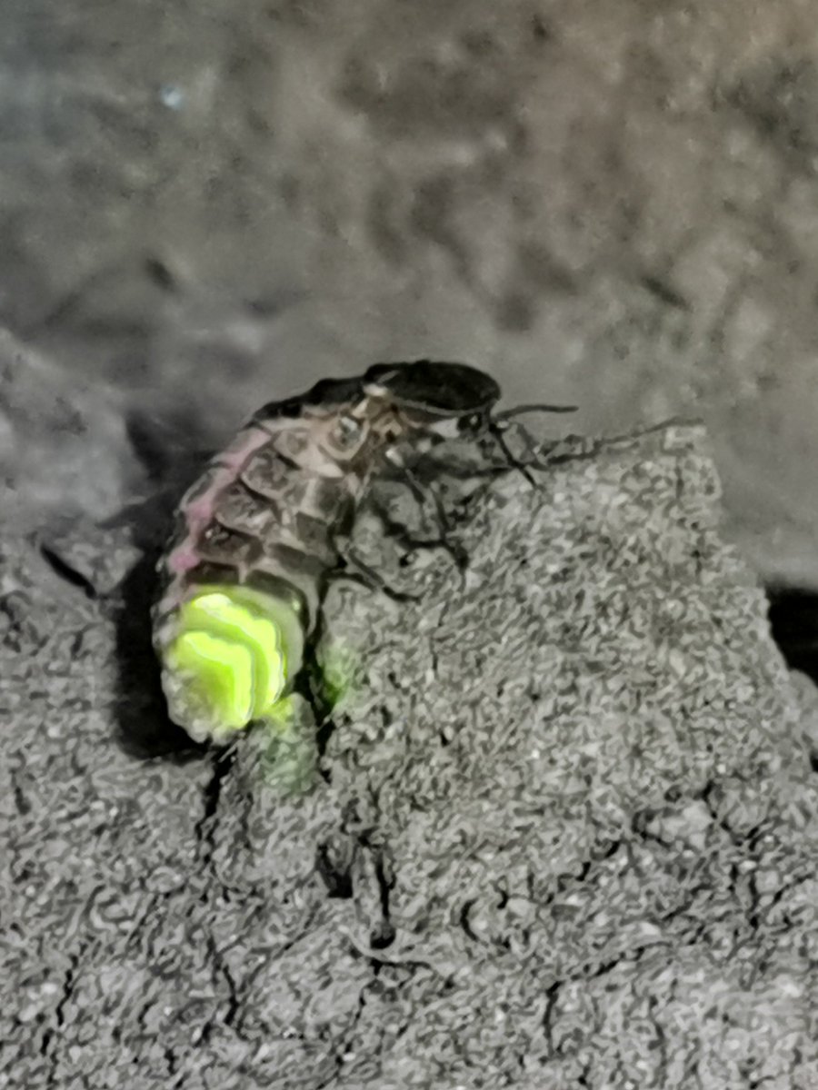 Camp Wight tweet media