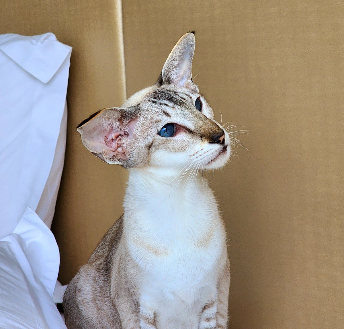 AgahoshI_'s tweet photo. 带猫出趟门，猫没应激，人差点应激挂在半路上🤦‍♀️🤦‍♀️ https://t.co/KfpFJn63zs