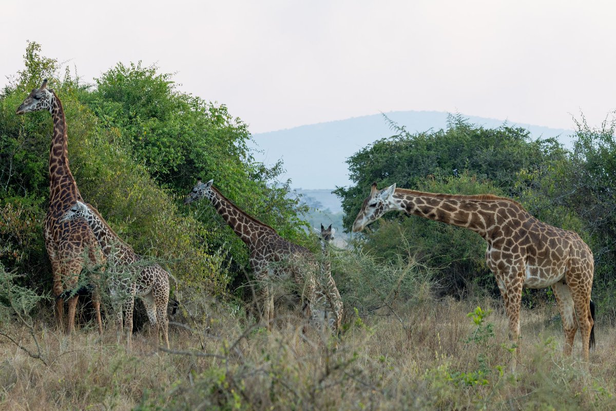 judahbrody's tweet photo. Akagera National Park 2 https://t.co/05yGLDMzyr