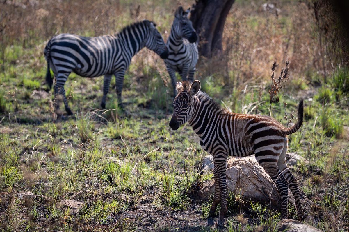 judahbrody's tweet photo. Akagera National Park 2 https://t.co/05yGLDMzyr