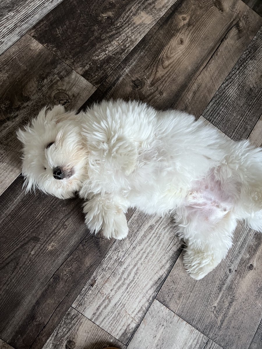 Bay Treasure Chest tweet media