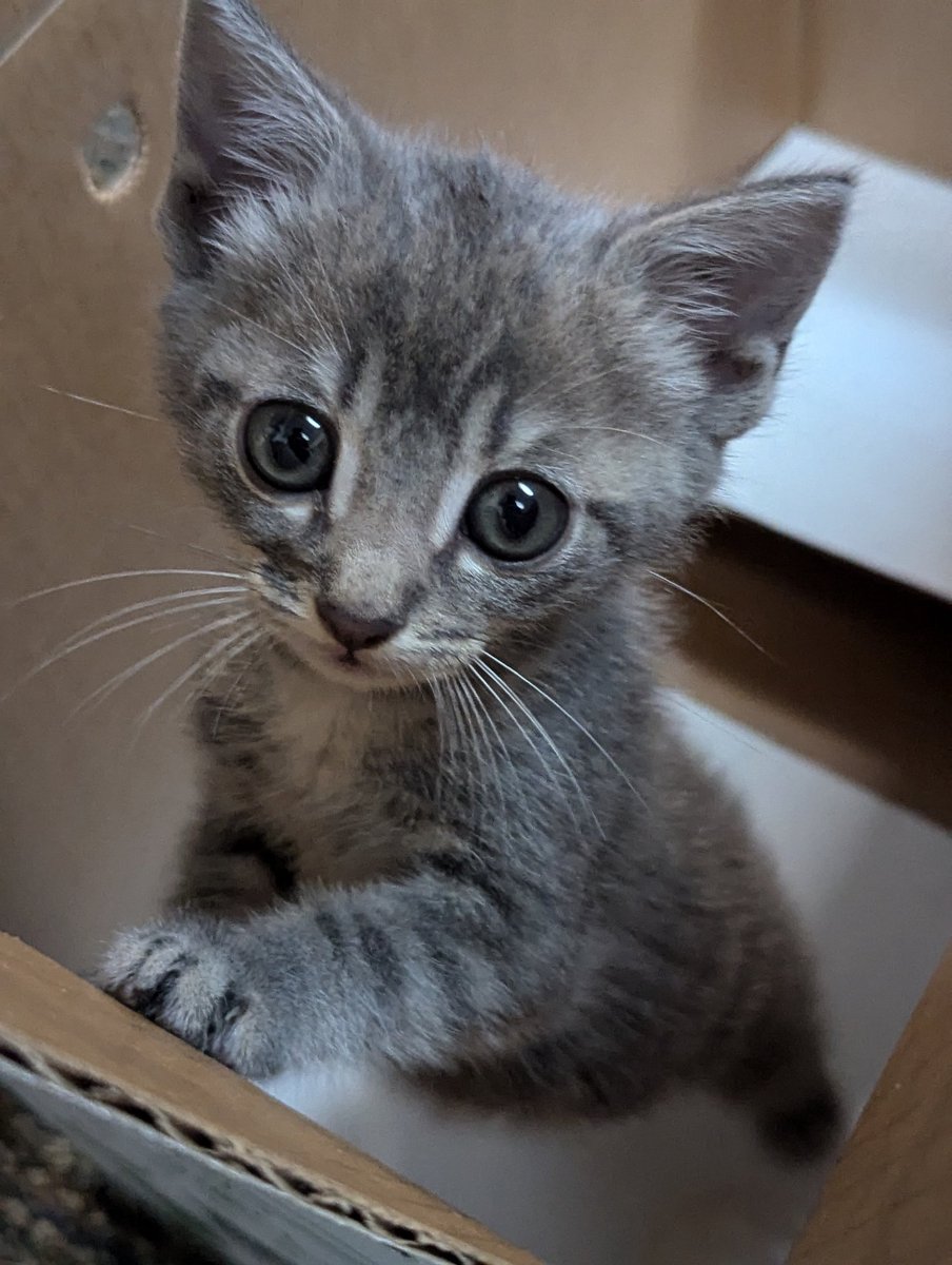 sublunaire's tweet photo. Baby found at work today. 🐈🐾 https://t.co/3GAlZC8tFv