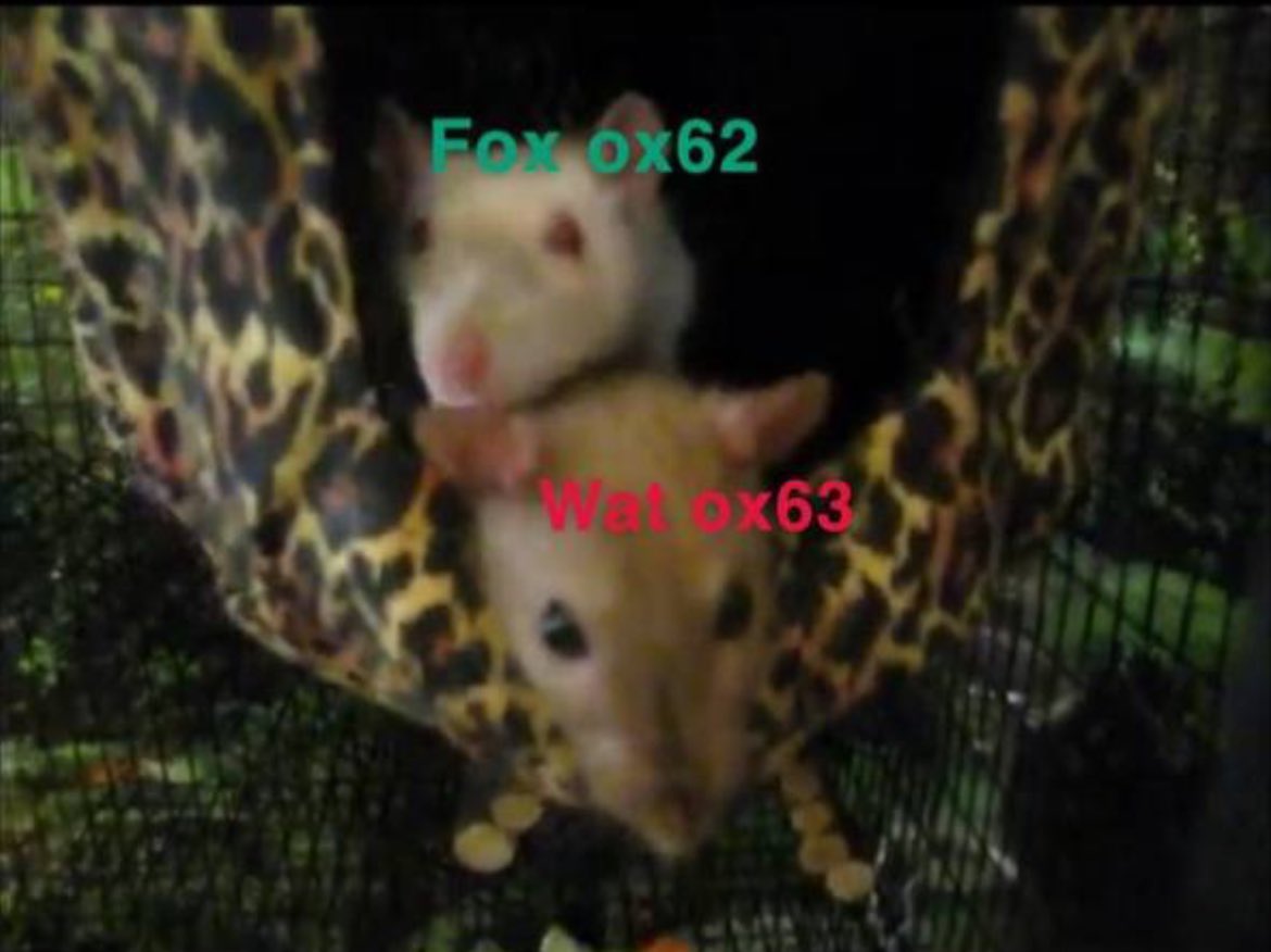 CoomerMemeCoin's tweet photo. @Kelvin66283443 @Cryptic_Maestro Coin a Bag of that $Fox https://t.co/na8kQysN9D