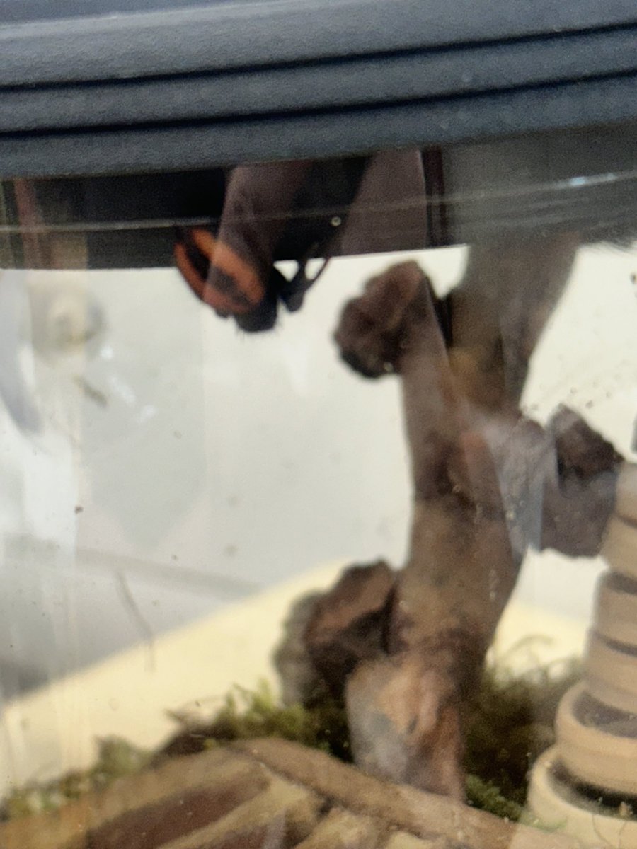 Mikewinch86's tweet image. My little office pet 🕷️named him 
Jamie Webster 🕸️ after the brilliant @JamieWebster94  🙌🙌 #breadline 🫶🫶 RT 🙏🏻🙏🏻