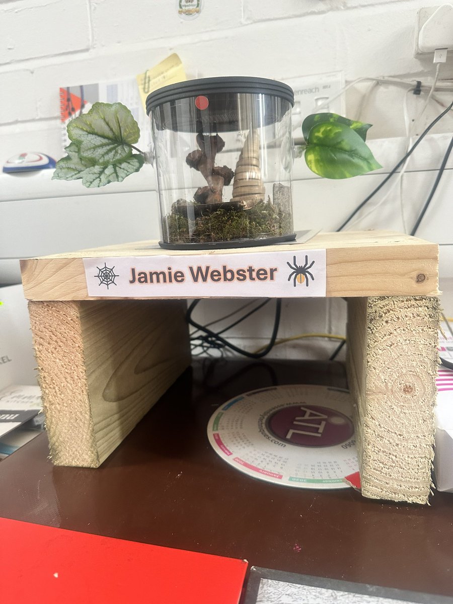 Mikewinch86's tweet image. My little office pet 🕷️named him 
Jamie Webster 🕸️ after the brilliant @JamieWebster94  🙌🙌 #breadline 🫶🫶 RT 🙏🏻🙏🏻
