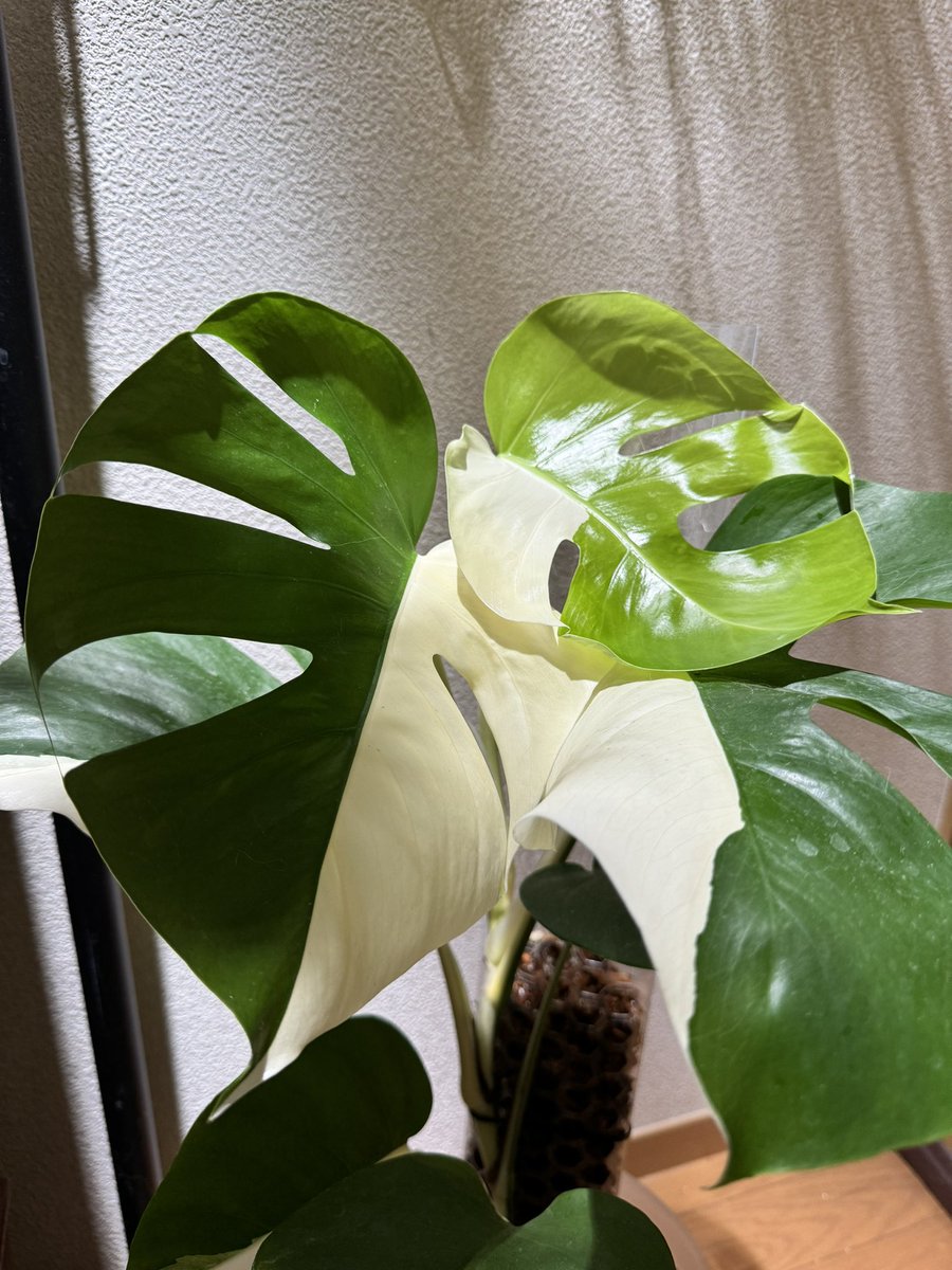 きょうモンステラ ホワイトタイガー6株おまとめ➕ハームーン1株