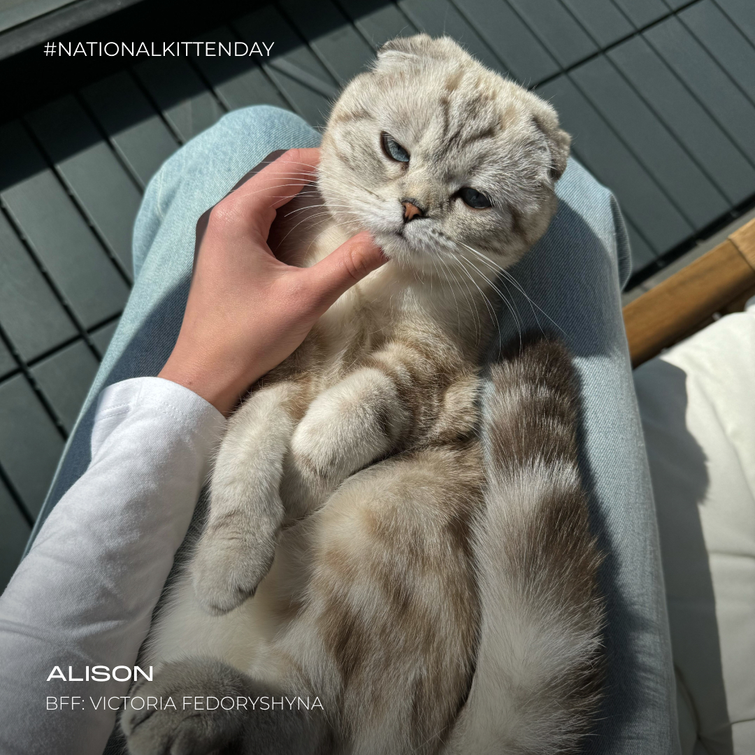 KingsmenDV's tweet photo. Happy National Kitten Day with Kingsmen Cats! 🐱 Our team is celebrating with a purr-fect gallery of our furry co-workers. These whiskered wonders keep our spirits high and remind us to stay curious. Swipe to meet the adorable office cats that make our days a little brighter! https://t.co/aV1J6SMiZz