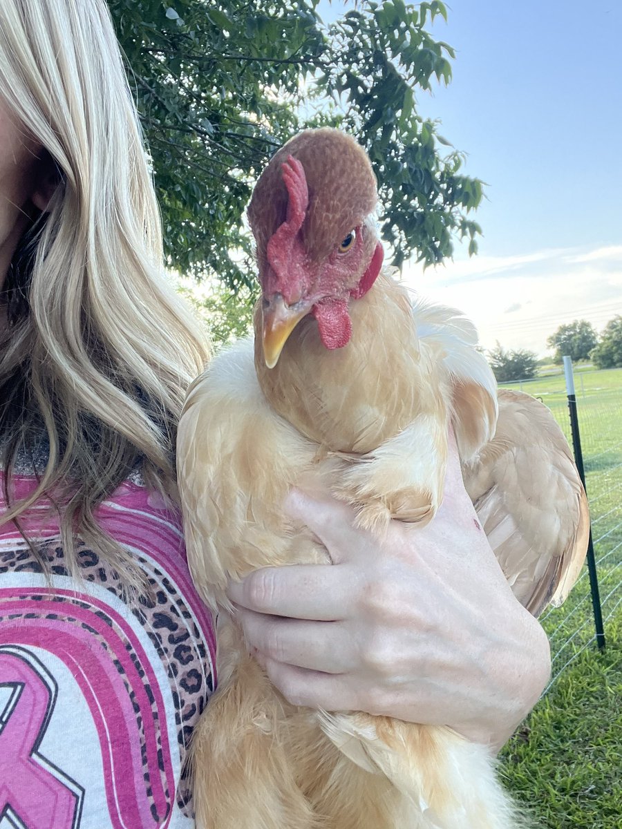 Lauren K tweet media