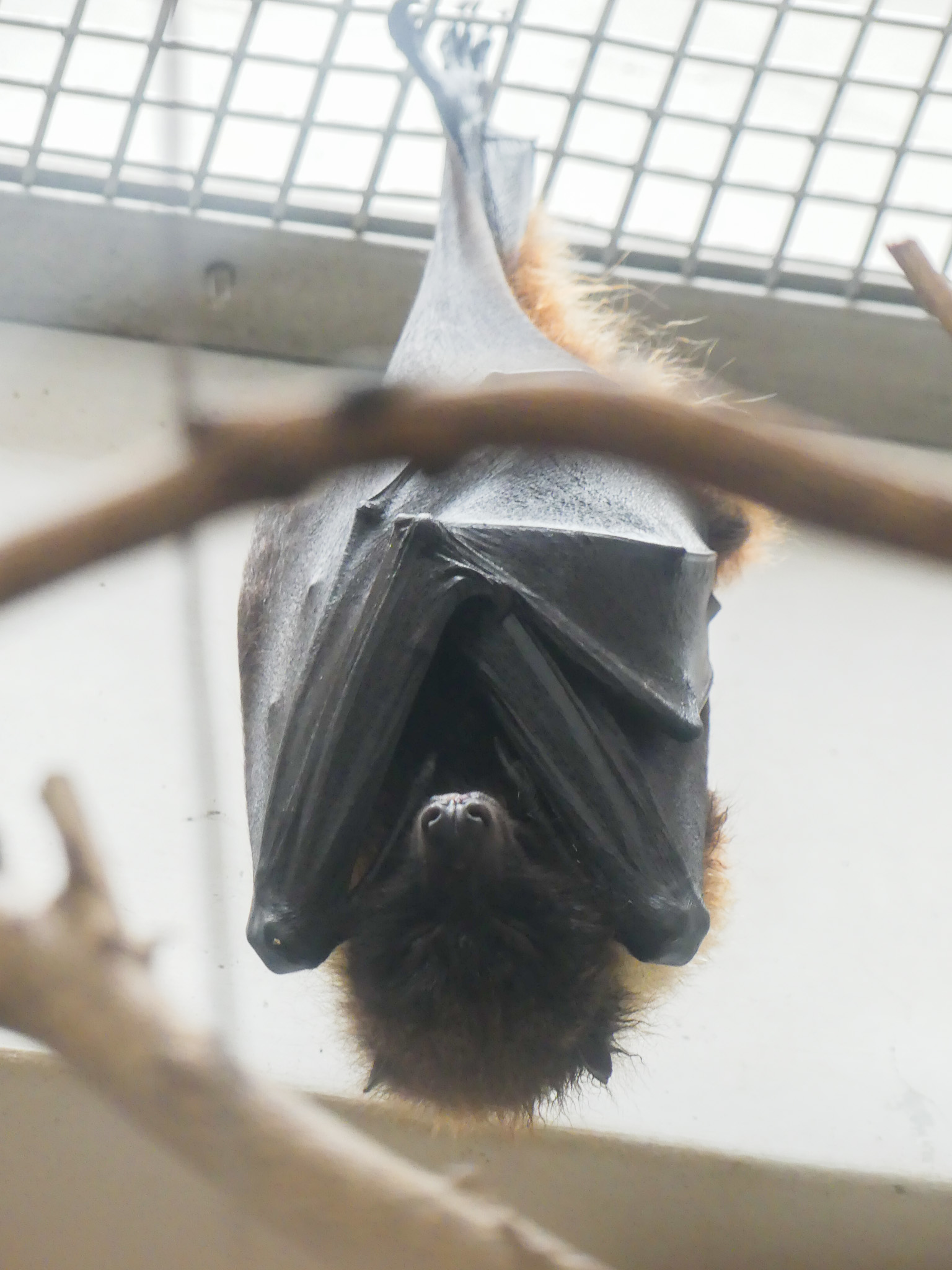 上野動物園［公式］ on X: 