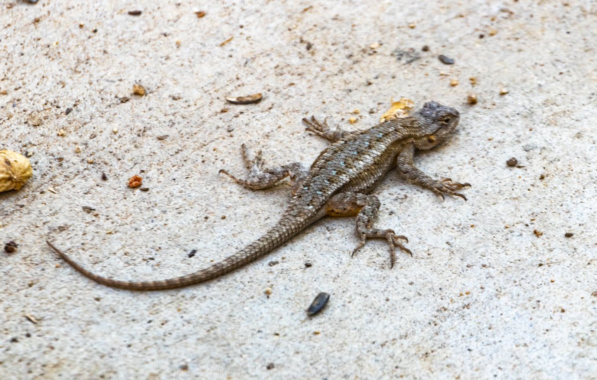 engineco16's tweet photo. It was so hot today even the lizards were #splooting. https://t.co/hjgEhlkWc7