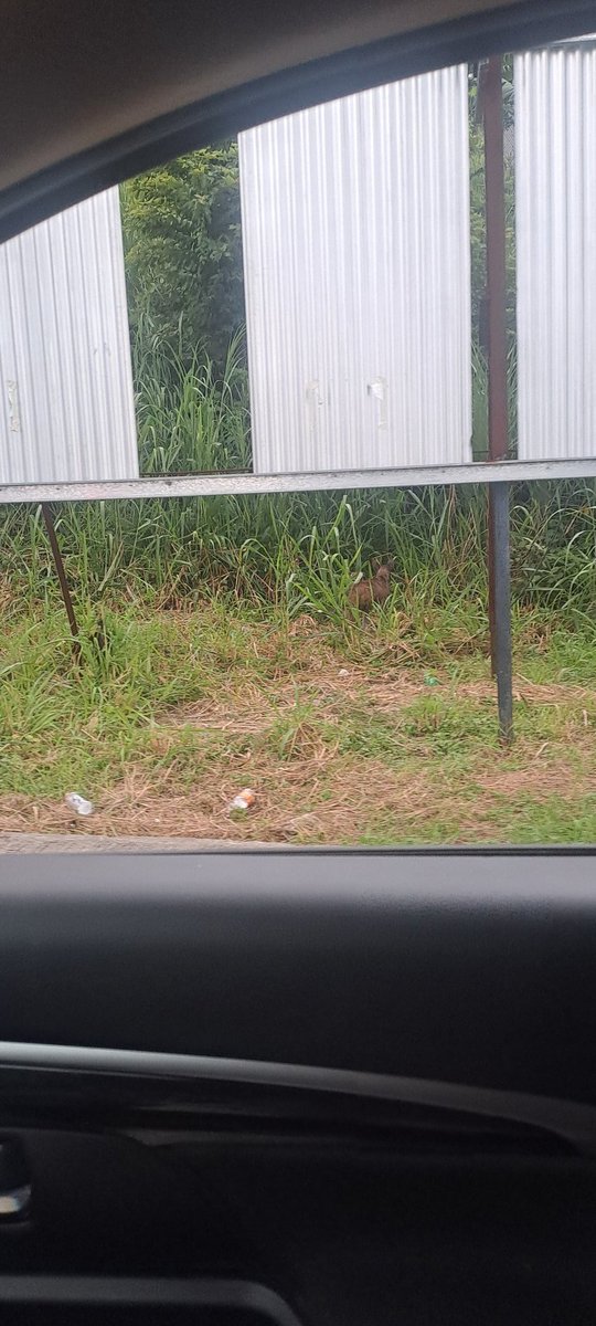 SolCenit's tweet photo. @panamamunicipio un mensaje para bienestar animal
Por las Roosevelt  donde esta las vallas hay 2 perrito 🐕  uno al parecer se encuentra herido, estaba ahuyando😵‍💫 se me partió el corazón no poder hacer nada https://t.co/mci8W51Rq2