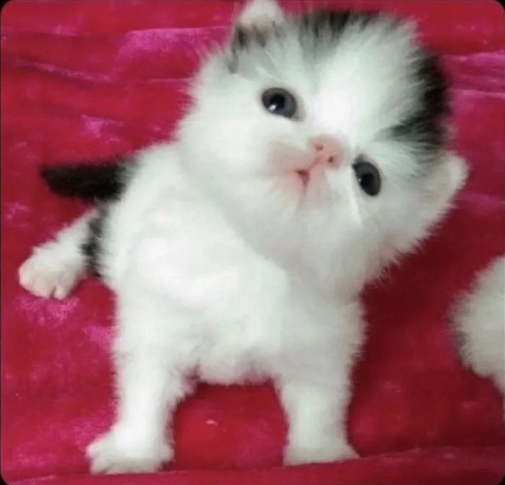 Catsillyness's tweet photo. Them: "Are you stupid?"
Me: https://t.co/yeootkxr0V