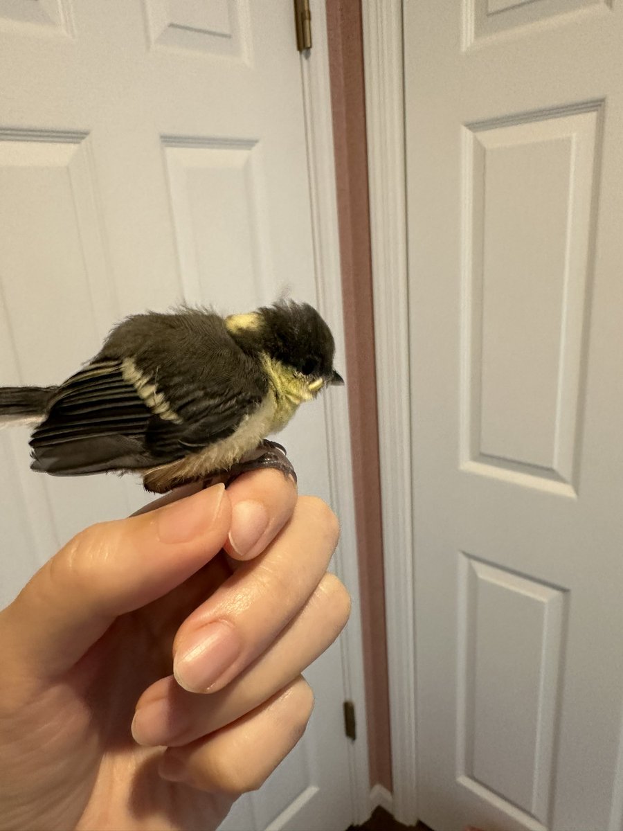 昨日保護したシジュウカラちゃんに朝5:50に起こされ😅近くの公園に放鳥してきました。たくさん鳥の声がしたのでお母さん、無事に発見してくれるといいな🕊️

#シジュウカラ
#野鳥保護
#放鳥