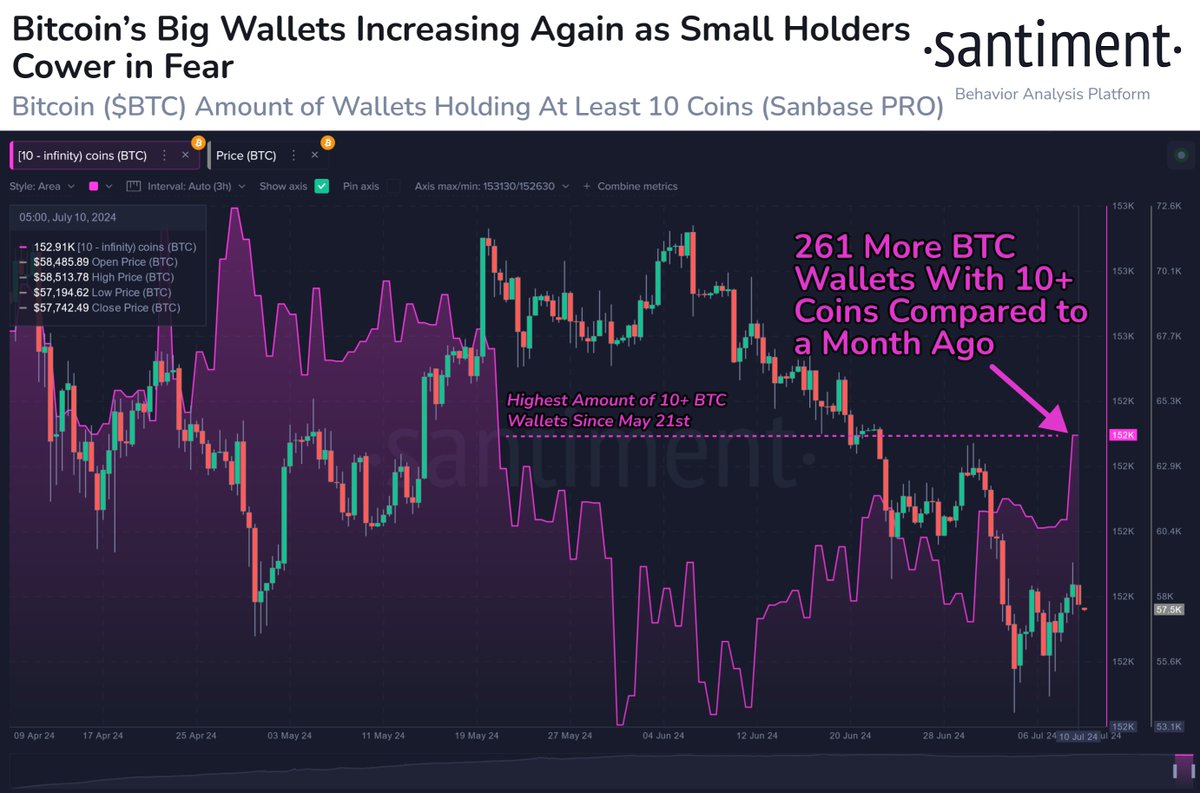 🐳📈 Bitcoin whale and shark wallets are increasing in number while small  traders sell off their bags during this dip period. July has seen a net  increase of +261 wallets that now
