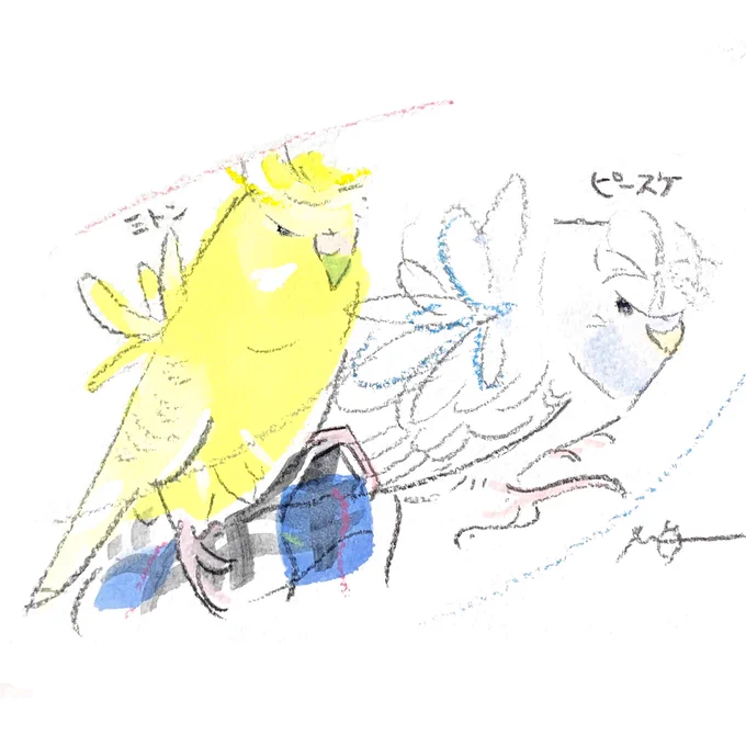 オーダー作品のご紹介 2羽の美しい 羽衣セキセイインコさんたちです #小鳥のアートフェスタ in ABENO (会期は終了しました)