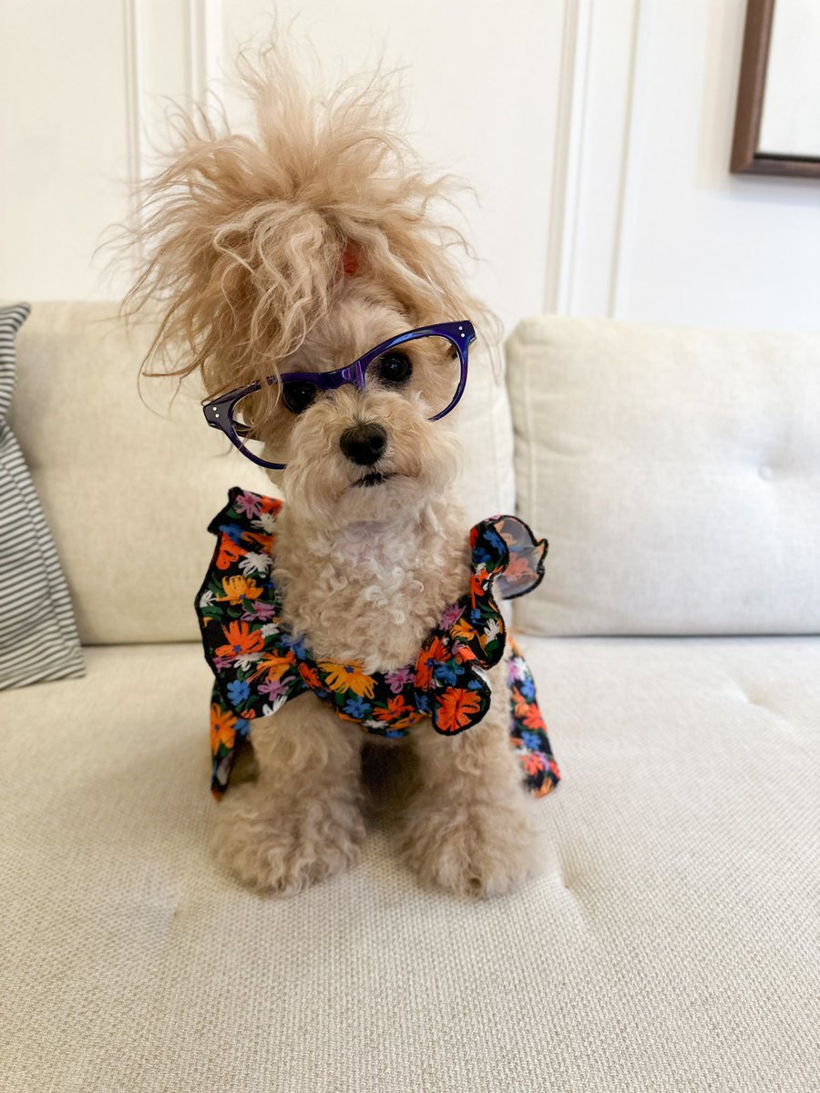 noodlesthepooch's tweet image. Feeling very pretty! #DogTwitter #noodlesthepooch #dogsofx