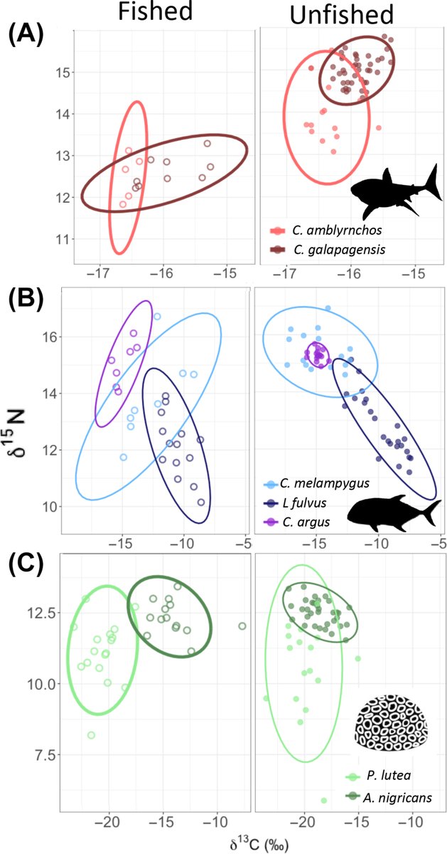 Fishing shortens food chains

esajournals.onlinelibrary.wiley.com/doi/10.1002/ea…

in <a href="/ESAApplications/">Ecological Applications</a> w/ <a href="/FiorenzaMicheli/">Fiorenza Micheli</a> <a href="/hillarysyoung/">Hillary Young</a> &amp; Rob Dunbar
