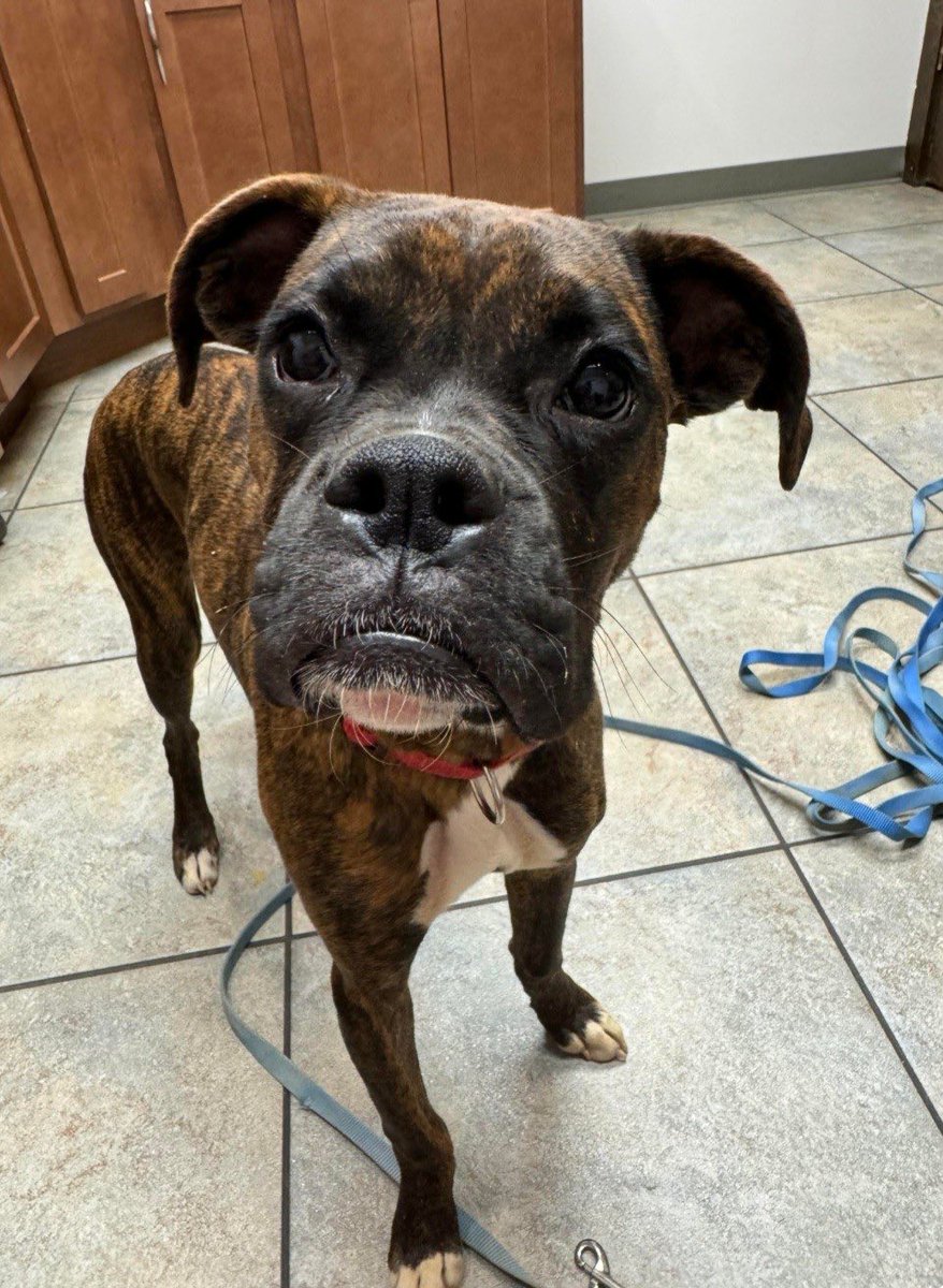 adopt_boxer's tweet photo. Catie is around 8 months old. She was found running around a highway in #Baltimore. She is super sweet,dog friendly and loves to play. Fostered in #Harrisburg, PA. #boxerdogs #rescuedogs #shelterdogs #adoptables #adoptdontshop #boxerdoglover #boxerpup #brindleboxer #cutedog #dogs https://t.co/NfgOtf8k1d
