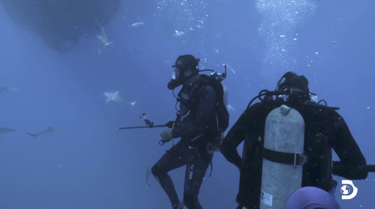 RT If you’re watching Expedition Unknown: Sharks vs Nazis in Paradise featuring our lead scientist <a href="/DrGuttridge/">Tristan Guttridge</a>!  #sharkweek 🦈🦈🦈🦈