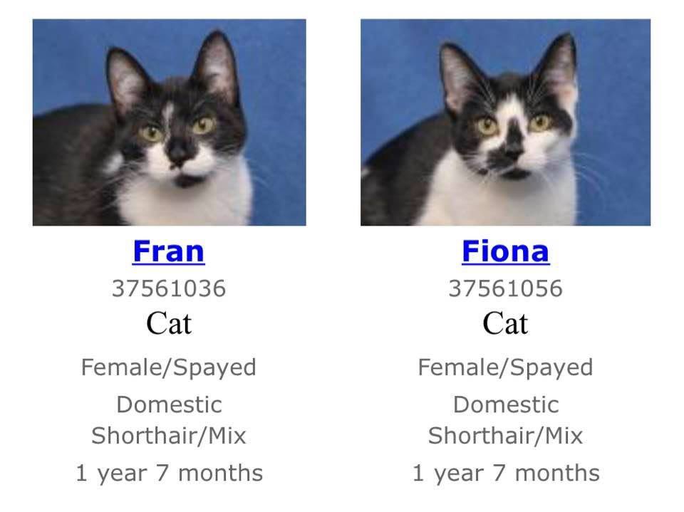 Fran and Fiona AKA Salt and Peppore tweet media