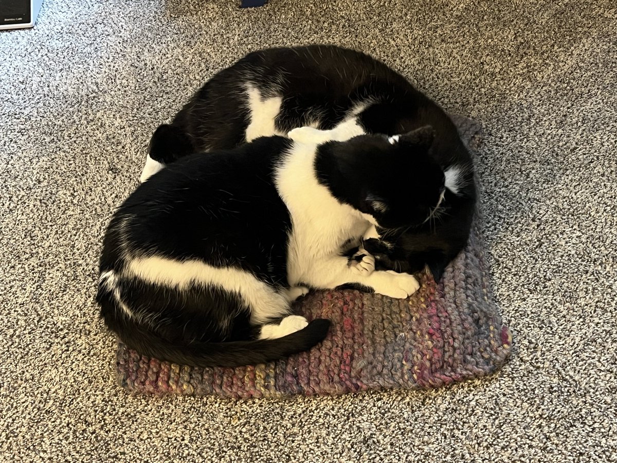 Fran and Fiona AKA Salt and Peppore tweet media