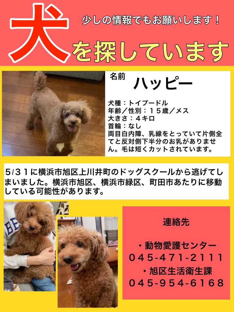 happy__0811's tweet photo. 5月31日に横浜市旭区上川井町のドッグスクールを脱走したトイプードルの老犬、ハッピーを探しています。毎日迷子犬情報を見ていますがまだ何の情報もありません。小さなことでも、何か情報あればご連絡お願いします🙇‍♀️もし保護している方がいらしたら連絡してください。お願いします。 https://t.co/VbyBiFMf4S