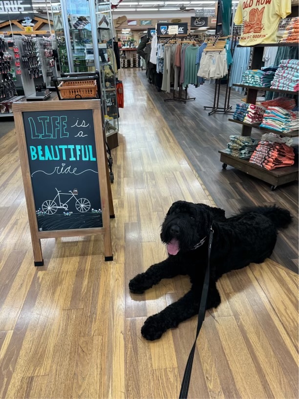 gradysoutdoors's tweet photo. Life sure is beautiful when Boss visits! ๐ถ๐พ
#shoplocal #shopsmall #andersonsc #bringfido #pupparazzi https://t.co/pWIT3RUS6e