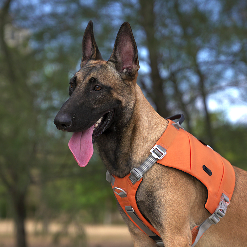 TruelovePets's tweet image. Truelove harnesses: Helping pups break the ‘too much energy’ myth, one walk at a time. Let’s go! 🚀🐕 #EnergyUnleashed #truelovepower