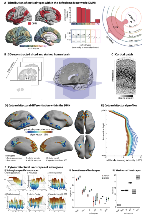 Architecture of the Human Default Mode Network: cytoarchitecture, wiring and signal flow | bioRxiv biorxiv.org/content/10.110…