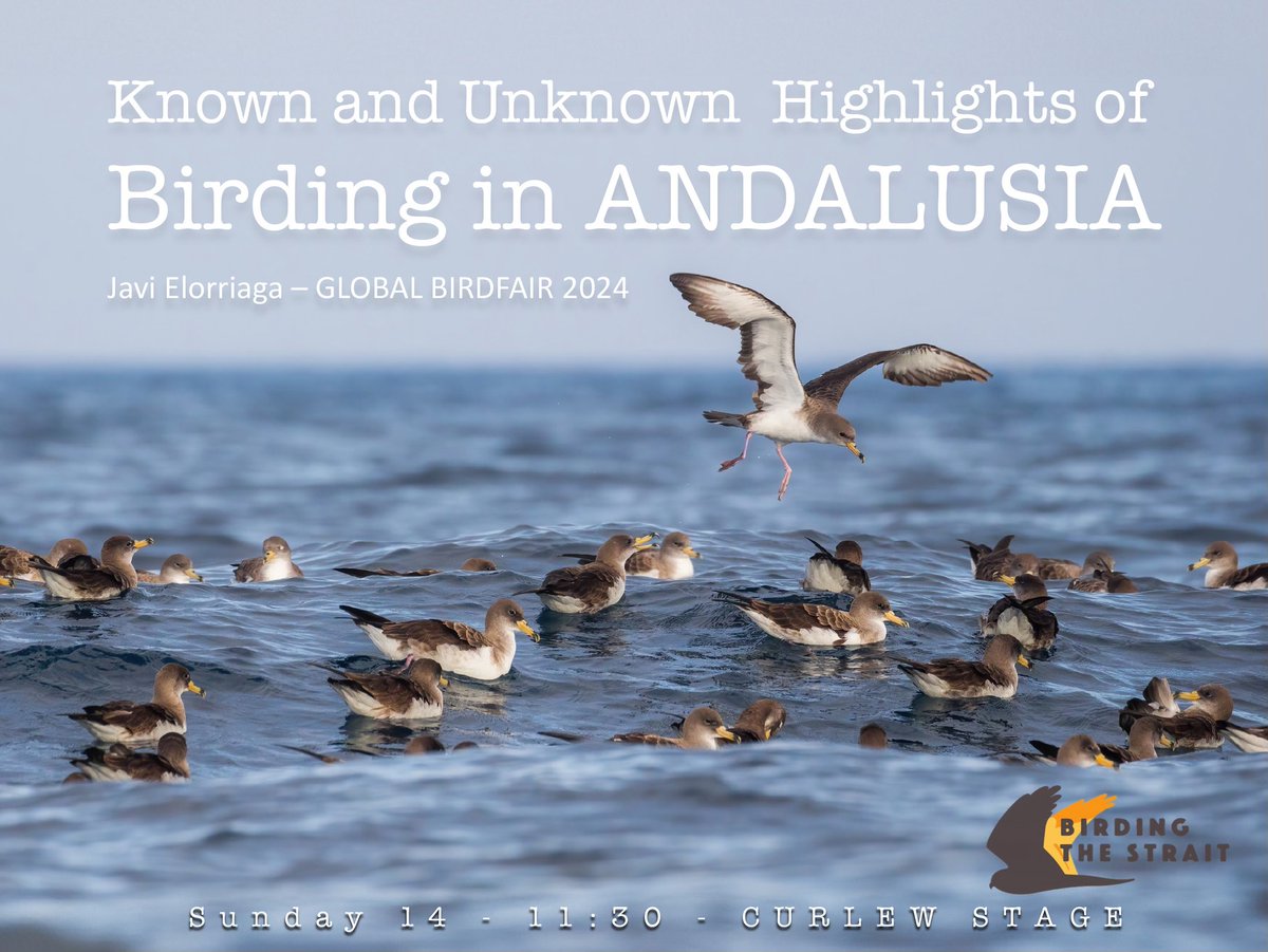 Birding The Strait tweet media