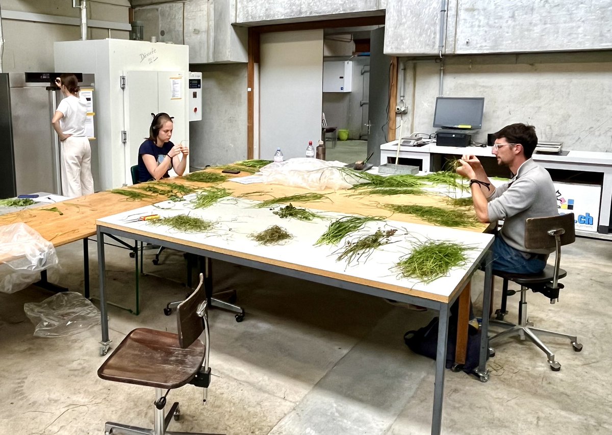 #Plant species sorting to assess the composition of our #drought-resistant #forage #mixtures #DryMountProject <a href="/emilie_roinel/">Emilie Roinel</a> <a href="/agroscope/">Agroscope</a>