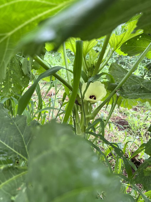 My farm today!!! https://t.co/XYV21wzAa2