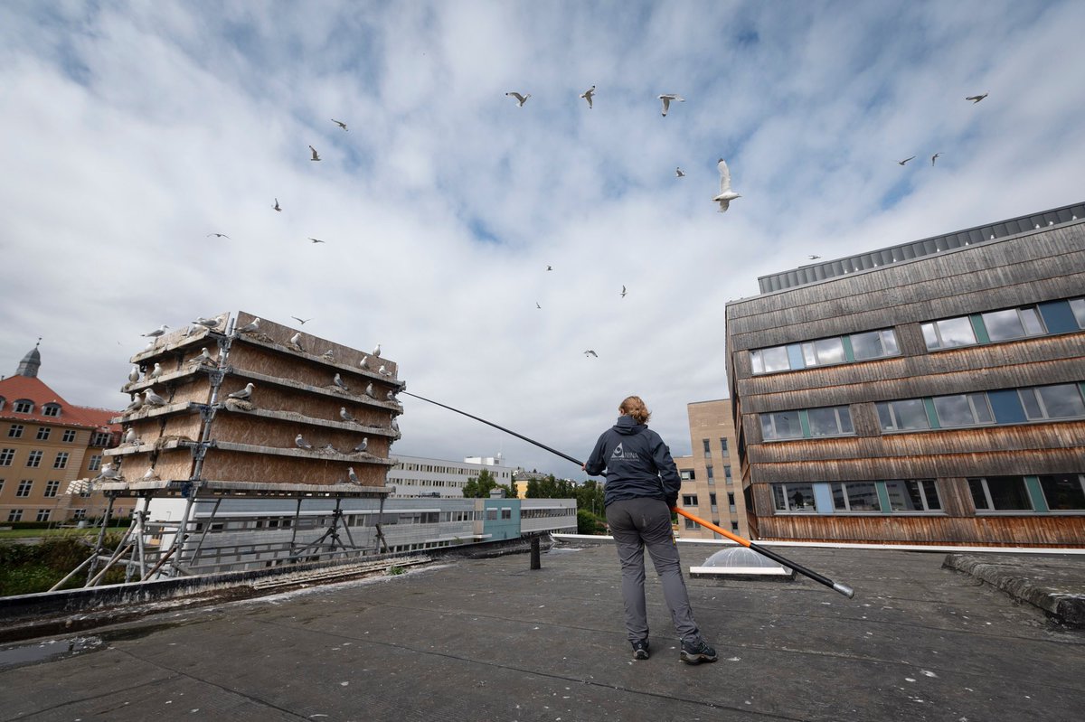Tone Reiertsen (@tonereiert) on Twitter photo Fieldwork variations: From birdcliff to urban environments: we continue our ringing and monitoring of urban Kittiwakes in Tromsø. Yesterday we ringed at Kittiwake hotels in a park and on a rooftop in Tromsø #urbankittiwake <a href="/NINAnature/">NINAnature</a> #seabirds Fieldwork variations: From birdcliff to urban environments: we continue our ringing and monitoring of urban Kittiwakes in Tromsø. Yesterday we ringed at Kittiwake hotels in a park and on a rooftop in Tromsø #urbankittiwake <a href="/NINAnature/">NINAnature</a> #seabirds