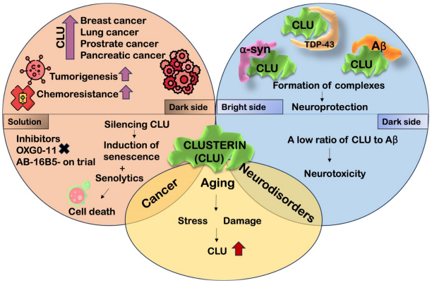 NovotnyLab's tweet photo. 👀Check out this outstanding review article in @EXCLIJournal: "Clusterin: a double-edged sword in cancer and neurological disorders," authored by Pinky Sultana of @NovotnyLab🧠. 
➡️https://t.co/29I8QyR1OR
#clusterin #neuroscience #cancer #aging https://t.co/ngstgU7wkj