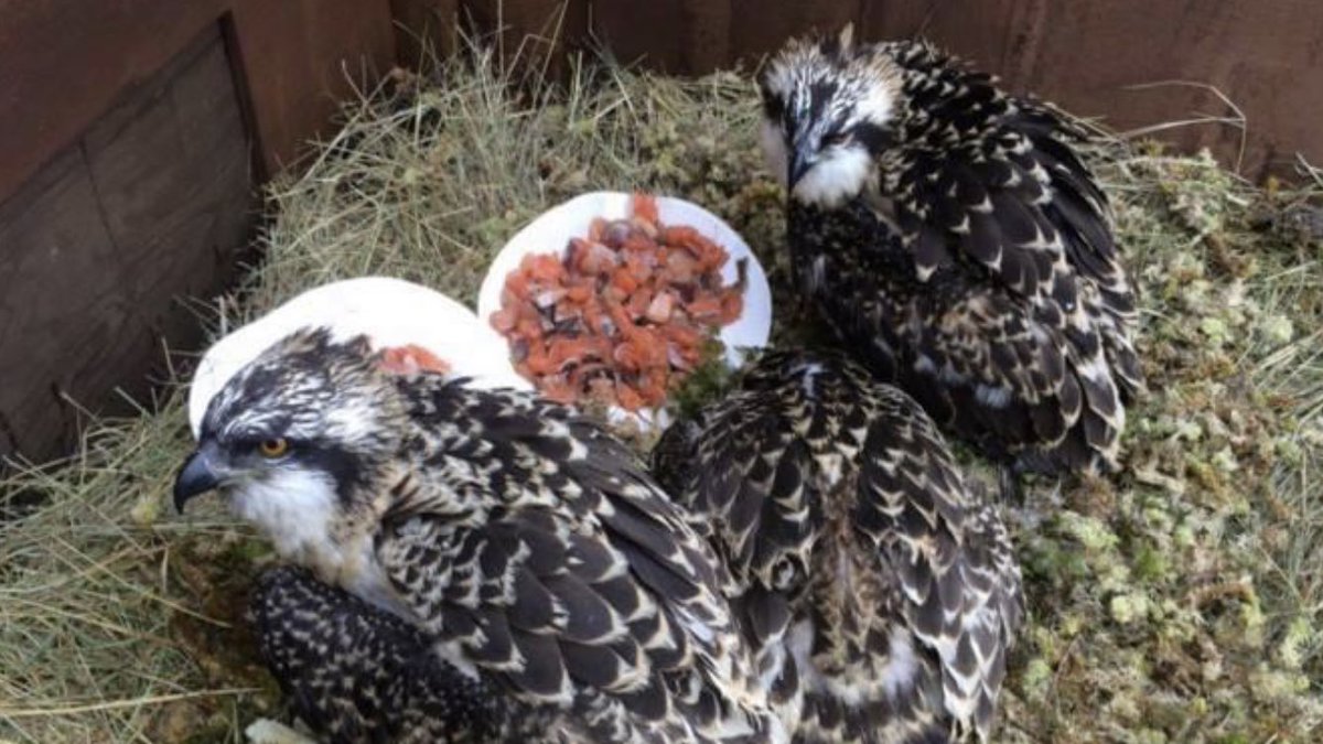 harbourbirds's tweet photo. On this day 7 years ago, we brought down our first batch of Osprey chicks from Scotland thanks to @timmackrill &amp; @RoyDennisWF .  Between us, we had no idea what journey lay ahead. Five years later we had the first breeding &amp; this summer a family of 6!! @DorsetBirdClub https://t.co/6jUtSj4Y9G