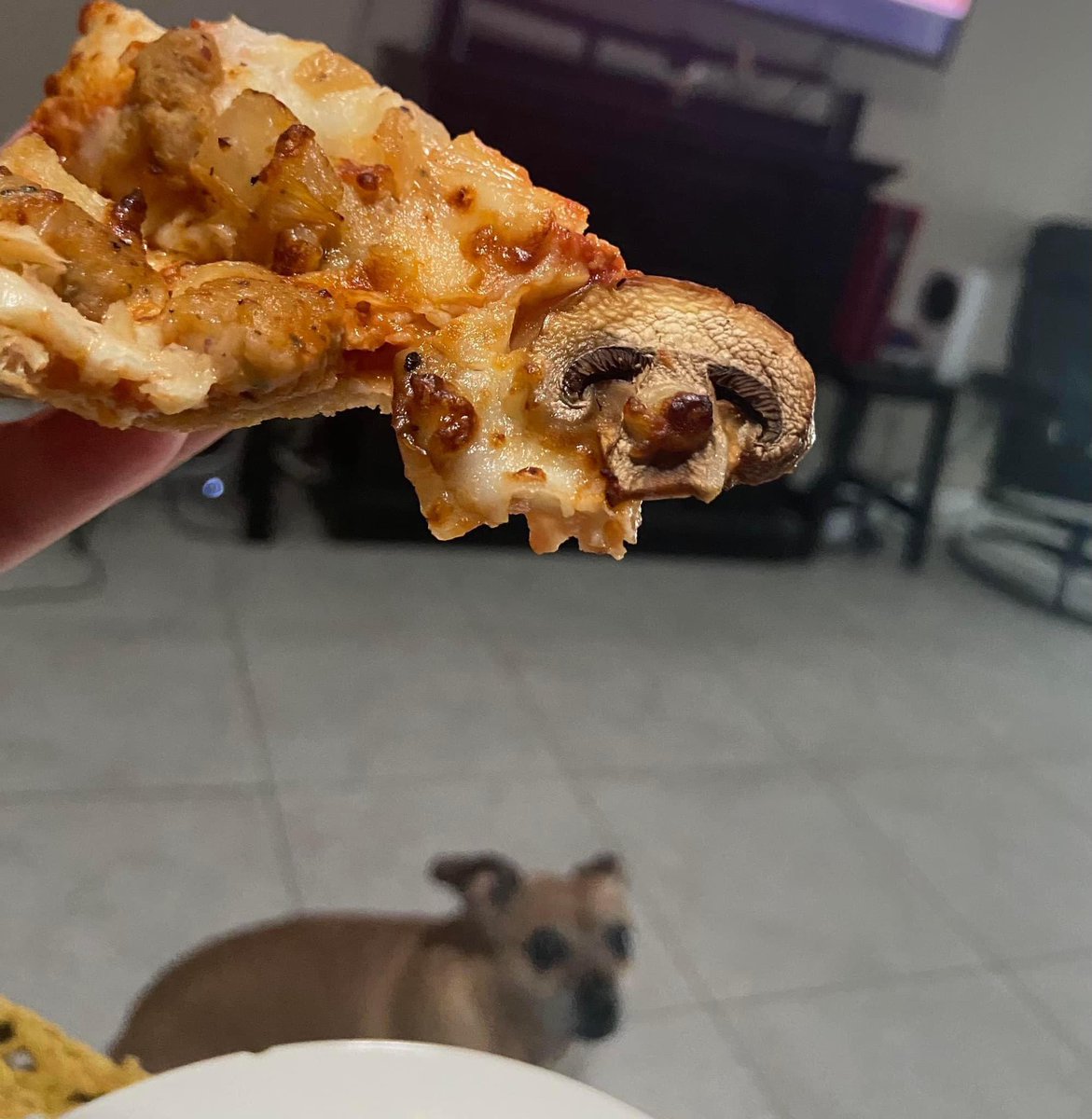 ทุกชีวิตมีค่า ไม่ว่าคนหรือสัตว์ ต่างก็รักชีวิตด้วยกันทั้งนั้น