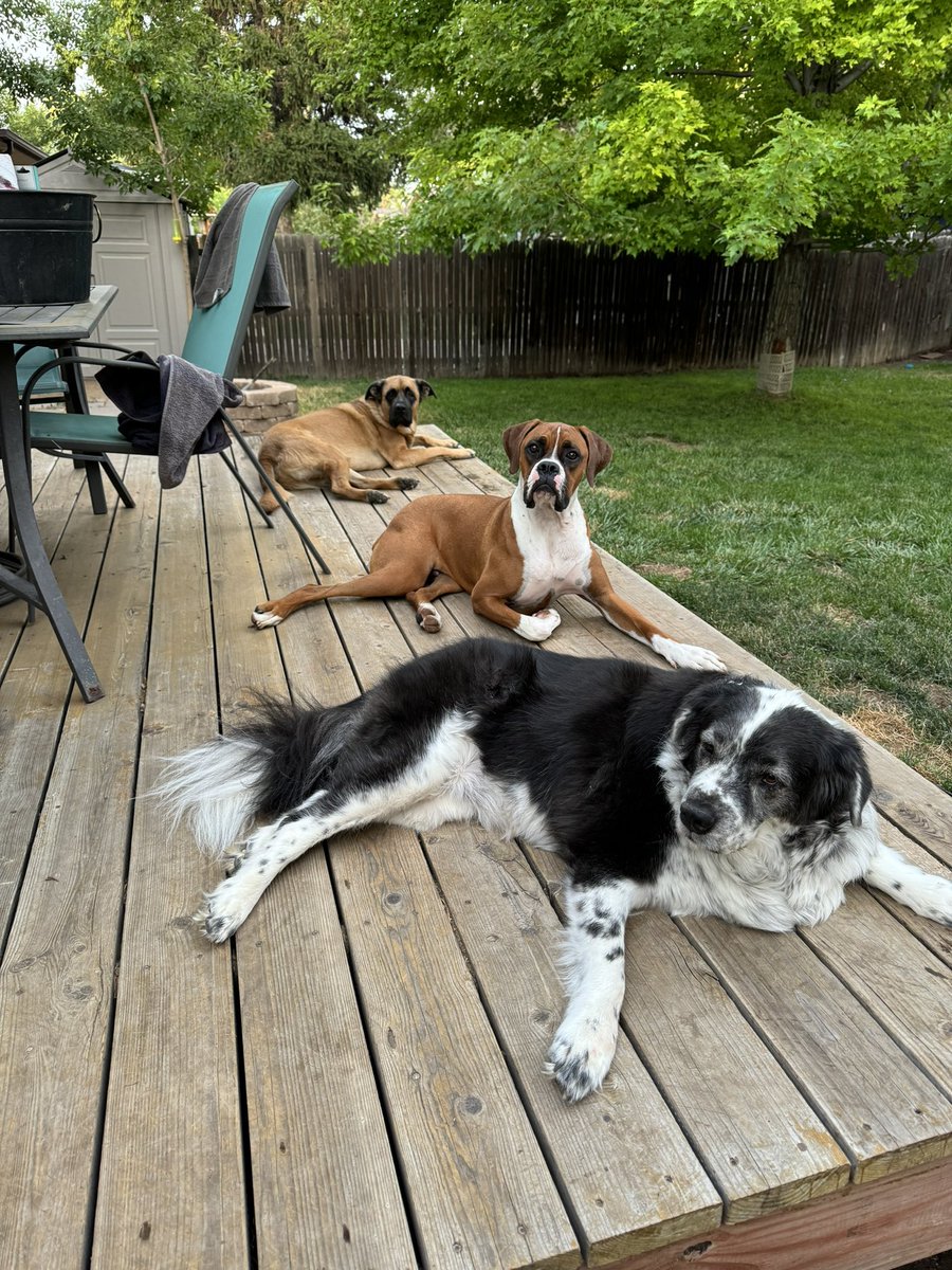 goavs925's tweet photo. My furry lovesππ #myolive #myclark #mywinston #decktime https://t.co/MsB7VPx6RX