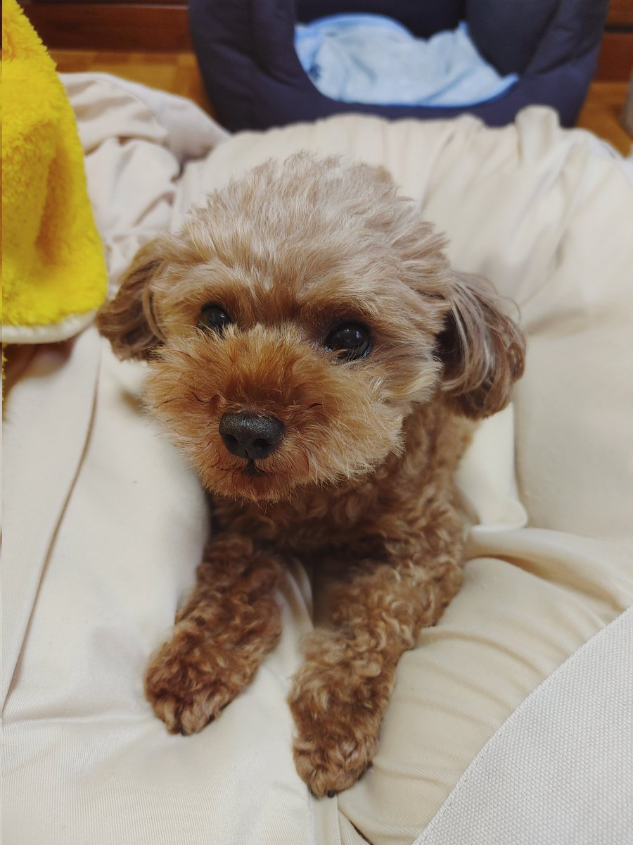 happy_dog_bunta's tweet photo. 久々のメッセージ😊
この度、悩みに悩み、考えに考え
ブリーダーさんのところから卒業した🐶(名をハッピー)を我が家に迎えました🎶
約５年ぶりの🐶との生活に戸惑うこともありますが、何はともあれ一緒に幸せを感じたいと思ってます😊 https://t.co/o9pePi7aZM
