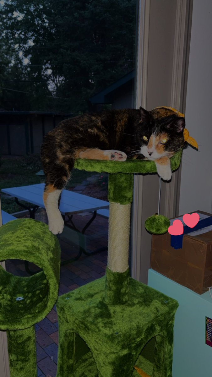 SodapopCapsLive's tweet photo. Update she do, she’s been getting up on it all by herself. This time with the addition of her yellow bandana 🫠 she’s so pretty https://t.co/xRmWsVOKAk