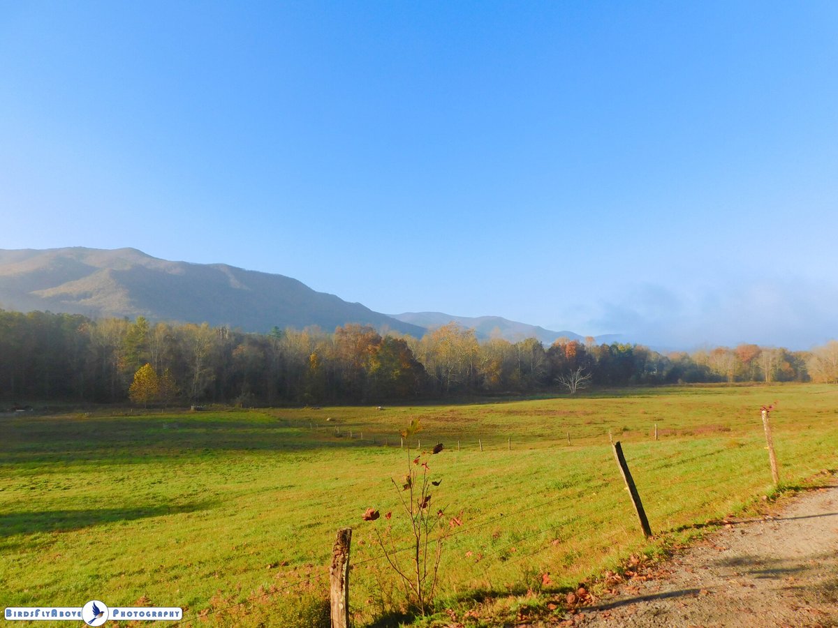 BirdsFlyAbove's tweet photo. The Appalachian Mountains are home to two species of fir trees: the balsam fir and the Fraser fir. These coniferous trees are important components of the diverse forest ecosystems in the region. #AppalachianMountains #FirTrees #Nature #Landscape #Landscapephotography https://t.co/hI20zz61gz