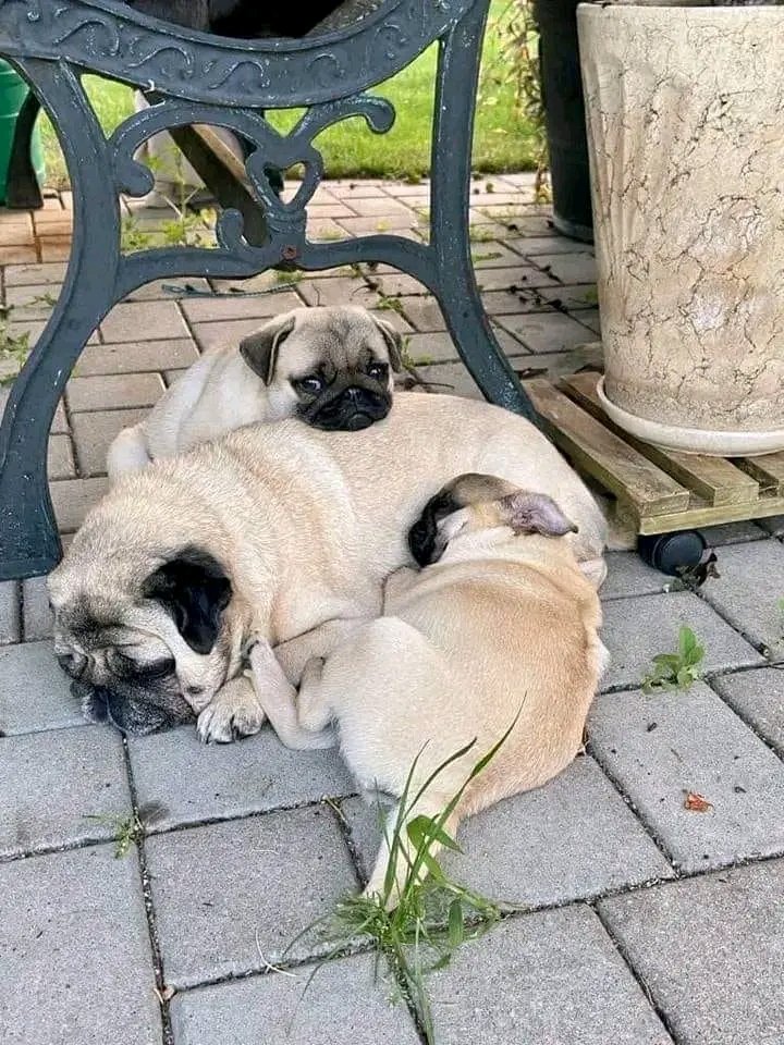 pugloverstw's tweet photo. Great Photography ❤💙 https://t.co/XEhirQnLKy