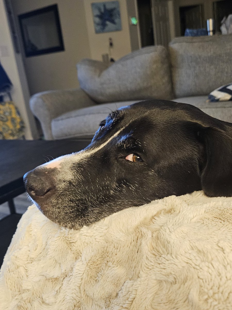 sarajo03's tweet photo. The absolute disgust he is looking at me with each night at about 10pm when I have not started making my way to bed due to my #sharkweek obsession. Poor guy. Long week #discovery #sharkweek #aliensharks https://t.co/IplJZMTDtu
