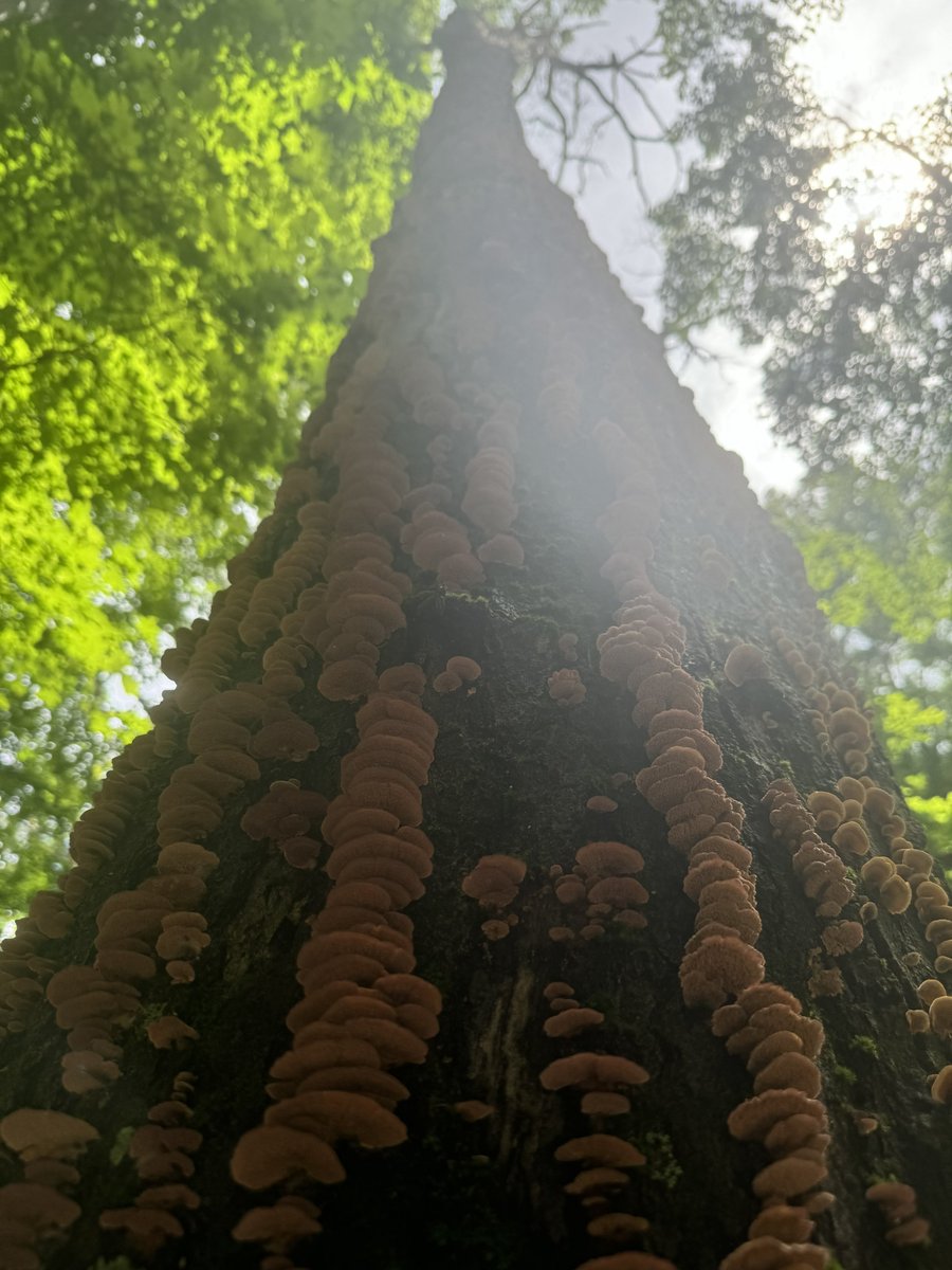 lo_bowers's tweet photo. nature is cool https://t.co/oamDHKnBmv