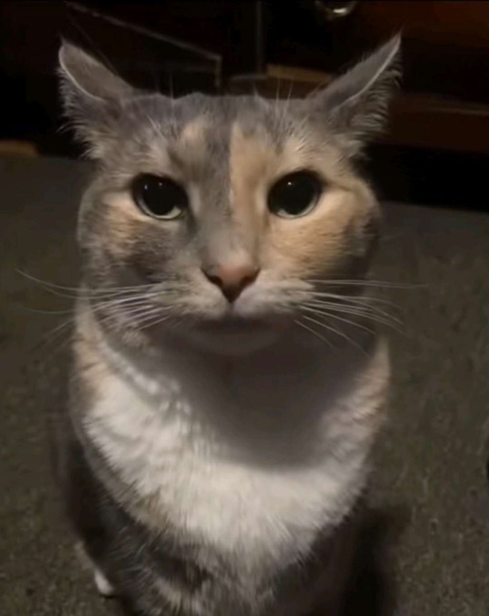 CalicoStare's tweet photo. today's national kitten day! https://t.co/8Gv2CJ55VL
