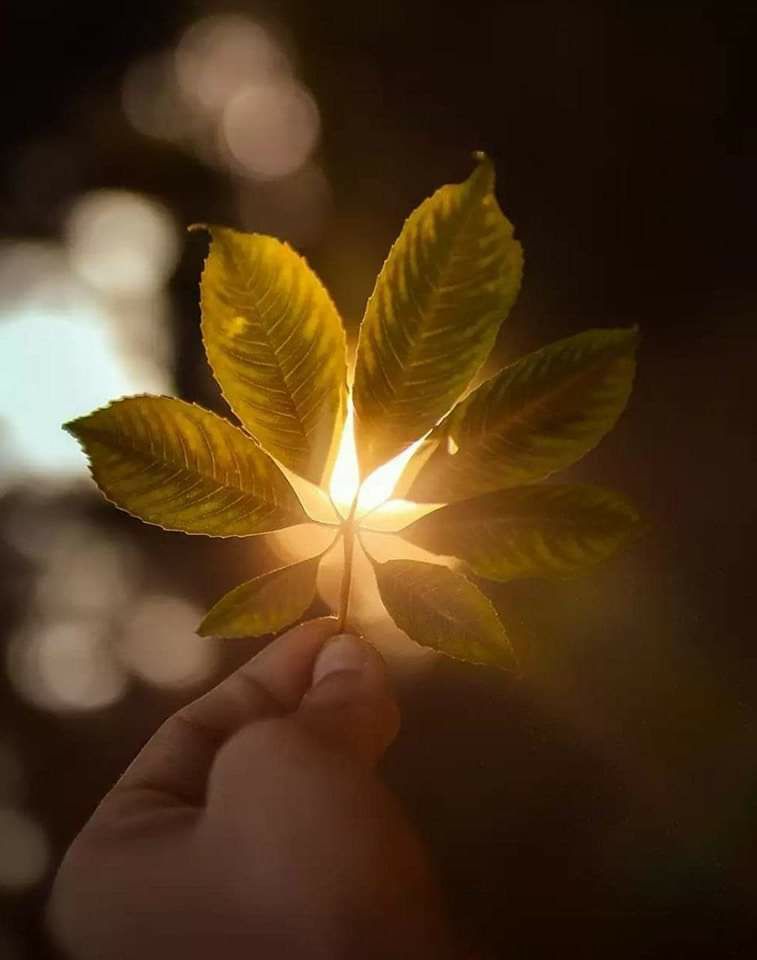 صباح الخير للذين يعيشون تفاصيل الحياة بعفوية للبسطاء الذين طوى الليل همومهم و أسرج الصباح قناديل أحلامهم

صباح الخيرات