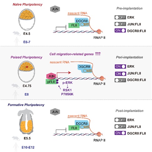School of Life Sciences, Peking University (@slspku) on Twitter photo A DGCR8/FLII/JUN-mediated transient transcriptional activation governing embryonic morphogenesis and pluripotency transition during implantation. #PKUResearch 
cell.com/molecular-cell… A DGCR8/FLII/JUN-mediated transient transcriptional activation governing embryonic morphogenesis and pluripotency transition during implantation. #PKUResearch 
cell.com/molecular-cell…