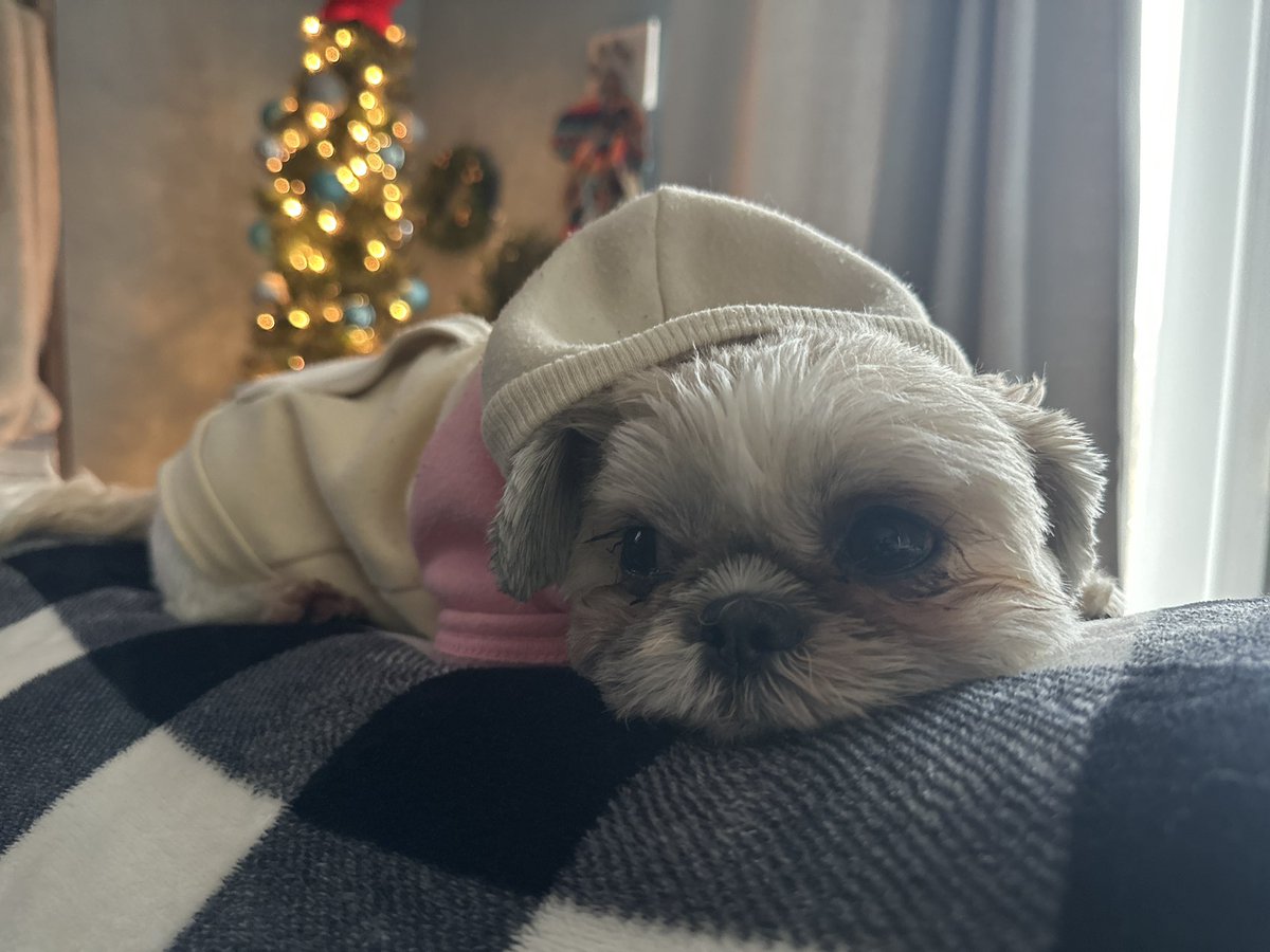 _ajmann's tweet photo. My lil stinker is 4 today. Love this lil babe 🐾💜🎉 https://t.co/ZeIAz85Ybu