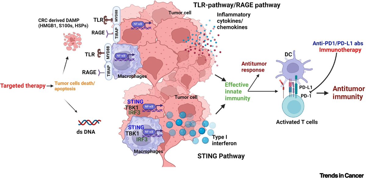 Anirban Maitra (@aiims1742) on Twitter photo In <a href="/trendscancer/">Trends in Cancer</a> by the <a href="/MDAndersonNews/">MD Anderson Cancer Center</a> team of <a href="/skopetz/">Scott Kopetz</a> <a href="/DavidHongMD/">David S. Hong MD</a> <a href="/VanMorrisMD/">Van Morris, MD</a>
Advancements in combining targeted therapy and immunotherapy for colorectal cancer
cell.com/trends/cancer/… In <a href="/trendscancer/">Trends in Cancer</a> by the <a href="/MDAndersonNews/">MD Anderson Cancer Center</a> team of <a href="/skopetz/">Scott Kopetz</a> <a href="/DavidHongMD/">David S. Hong MD</a> <a href="/VanMorrisMD/">Van Morris, MD</a>
Advancements in combining targeted therapy and immunotherapy for colorectal cancer
cell.com/trends/cancer/…