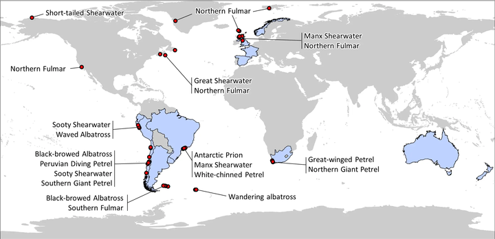 ⭐️Avian Flu Workshop Recording Available⭐️

A workshop on the guidelines for working with albatrosses and petrels during H5N1 avian influenza outbreak was presented at the IAPC7 conference.

acap.aq/resources/dise…

IMAGE: Notifications of HPAI outbreaks in Procellariiformes