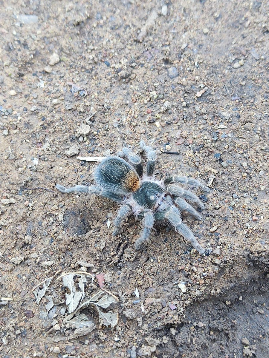 paampano's tweet photo. Se describe una nueva especie para la ciencia, la Tarántula enana del Poqui (Homoeomma Poqui). Especie endémica del Santuario de la Naturaleza Cerro Poqui, en Coltauco, que viene a reafirmar todo el trabajo que realizanmos para hacer ciencia de calidad desde este lugar del país. https://t.co/pmd1dfbs6D